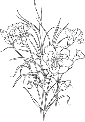 Dianthus Caryophyllus Clove Pink Carnation Coloring Page